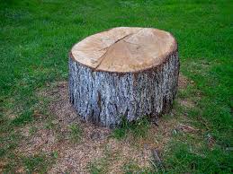 Best Tree Trimming and Pruning  in Bethany, OK
