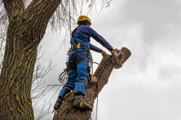 Best Tree Maintenance Programs  in Bethany, OK