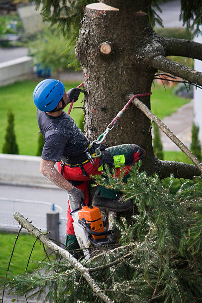Tree and Shrub Care in Bethany, OK
