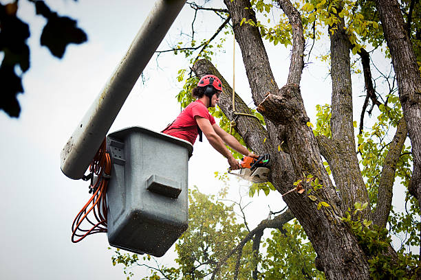 How Our Tree Care Process Works  in  Bethany, OK