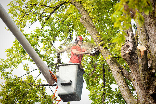 Best Stump Grinding and Removal  in Bethany, OK